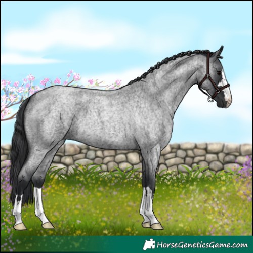 Horse Color:Blue Roan 