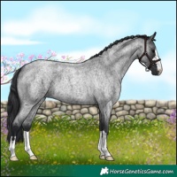 Horse Color:Blue Roan 