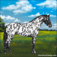 Horse Color:Black Appaloosa
