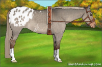 Horse Color:Liver Red Dun Appaloosa 