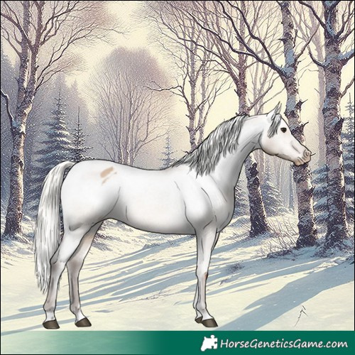 Horse Color:Silver Brown Dun Appaloosa 