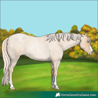 Horse Color:Palomino Roan Pearl Sabino 