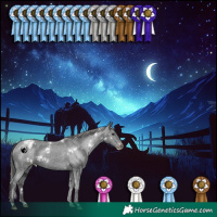 Horse Color:White Spotted Black Appaloosa 