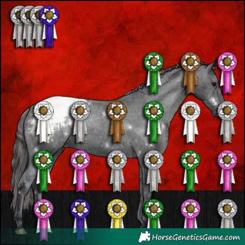 Horse Color:White Spotted Black Appaloosa 