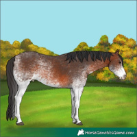 Horse Color:White Spotted Brown 