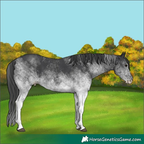Horse Color:White Spotted Black