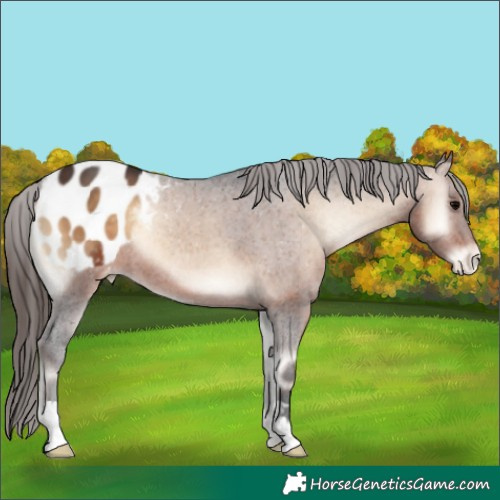 Horse Color:Brown Onyx Appaloosa 