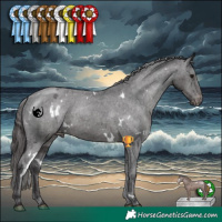 Horse Color:White Spotted Smoky Black Appaloosa 
