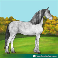 Horse Color:White Spotted Blue Roan 