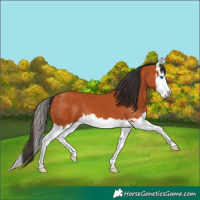 Horse Color:Bay Splash 