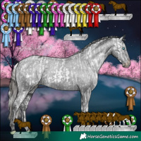 Horse Color:White Spotted Silver Smoky Creme Splash Appaloosa  and White Spotted Black Appaloosa 