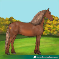 Horse Color:Chestnut 