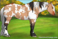 Horse Color:White Spotted Brown Dun 