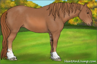 Horse Color:Chestnut Sabino 