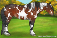 Horse Color:White Spotted Bay 