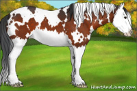 Horse Color:White Spotted Bay Splash 