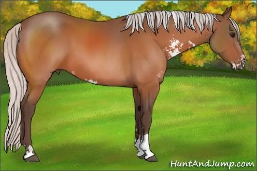 Horse Color:Silver Bay Sabino 