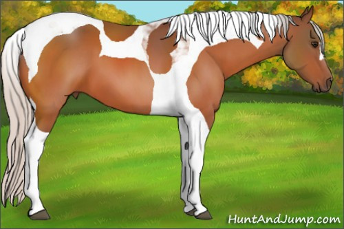 Horse Color:Silver Bay Tobiano 
