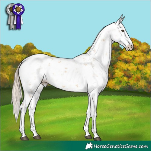 Horse Color:Palomino Sabino 