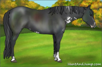 Horse Color:Black Sabino 