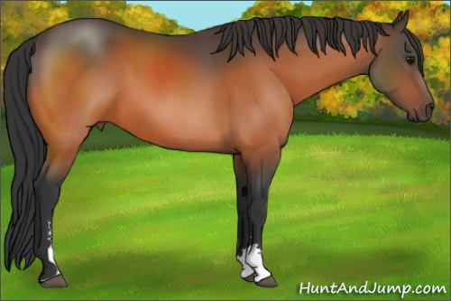 Horse Color:Bay Sabino 