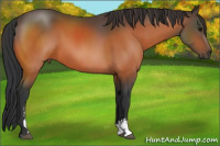 Horse Color:Bay Sabino