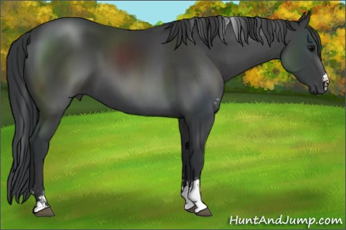 Horse Color:Black Sabino 