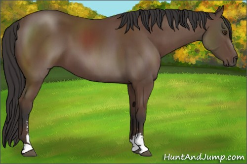 Horse Color:Bay Sabino 