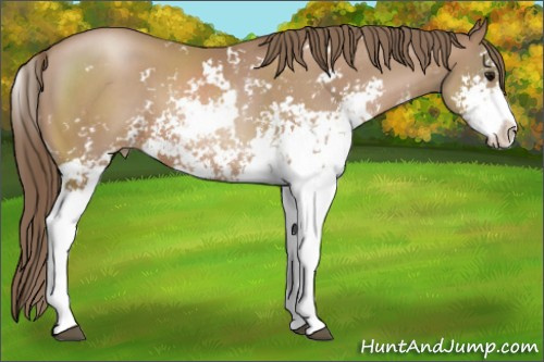 Horse Color:Black Pearl Sabino 