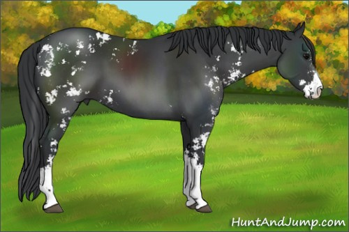 Horse Color:Black Sabino