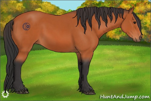 Horse Color:Bay Sabino 