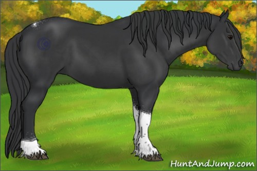 Horse Color:Black Tobiano 
