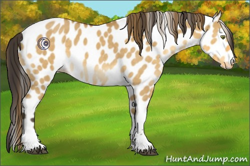 Horse Color:Buckskin Dun Tobiano Appaloosa 