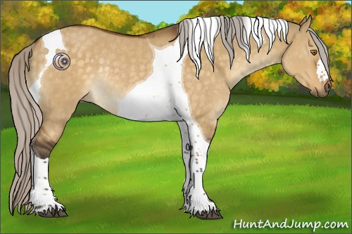 Horse Color:Silver Buckskin Dun Tobiano Rabicano 