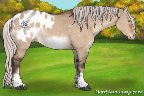 Horse Color:White Spotted Silver Brown Dun Sabino Frame Appaloosa Rabicano