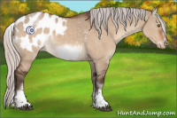 Horse Color:White Spotted Silver Brown Dun Sabino Frame Appaloosa Rabicano