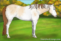 Horse Color:Gray White Spotted Perlino Roan Dun Appaloosa Rabicano