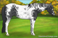 Horse Color:Black Tobiano