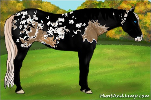 Horse Color:Chocolate Palomino Splash Tobiano Blanket