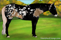 Horse Color:Chocolate Palomino Splash Tobiano Appaloosa 
