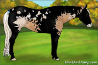 Horse Color:Chestnut Splash Tobiano