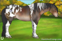Horse Color:Brown Tobiano Appaloosa