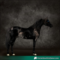 Horse Color:Void White Spotted Brown Dun Mushroom Splash Tobiano Appaloosa