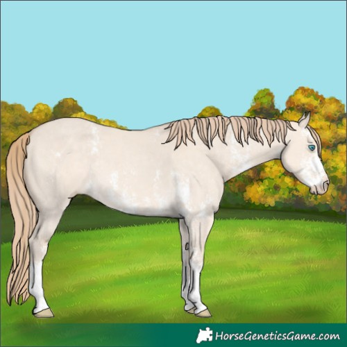 Horse Color:Perlino Dun Sabino 