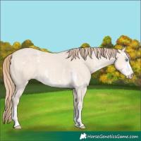 Horse Color:Perlino Dun Sabino 