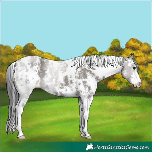 Horse Color:White Spotted Grullo Sabino 