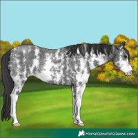 Horse Color:Black Sabino 