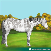 Horse Color:White Spotted Grullo Sabino Rabicano 
