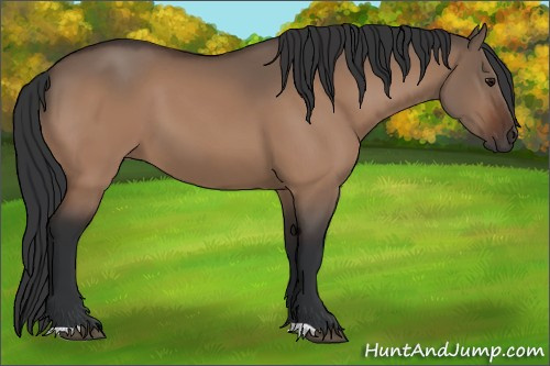 Horse Color:Bay Dun 