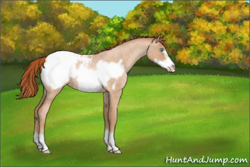 Horse Color:Buckskin Roan Pearl Frame Appaloosa 